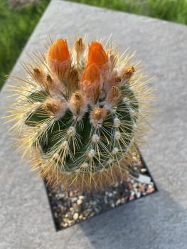 Parodia spec. orange